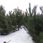іщітф
