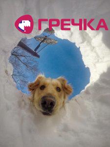 sobaka
