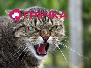 sk