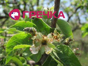 olenvolox2