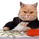 fat cat money 386378
