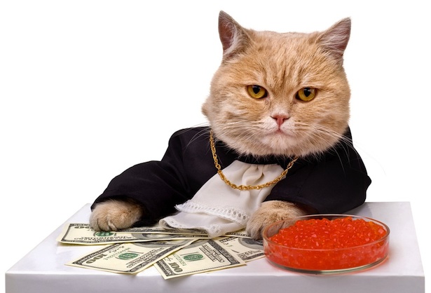 fat cat money 386378