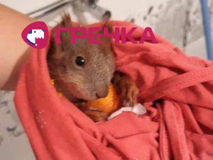 bilka
