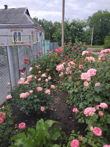 IMG 20190606 081931