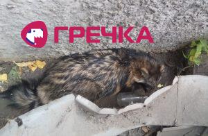 ут