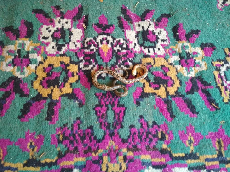 zm