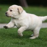 lab