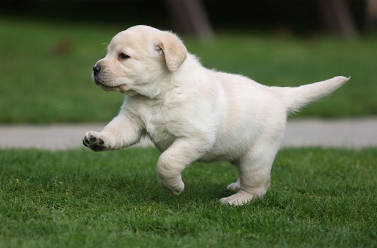 lab