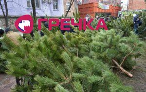sosna