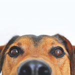 6083 dog