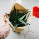 pexels photo 873082