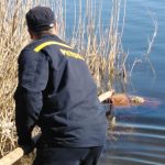 Потопельн Олександрійське