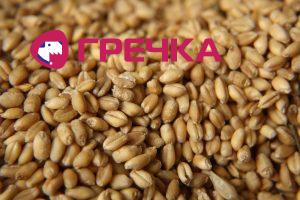 pshenitsa zerno krasivo