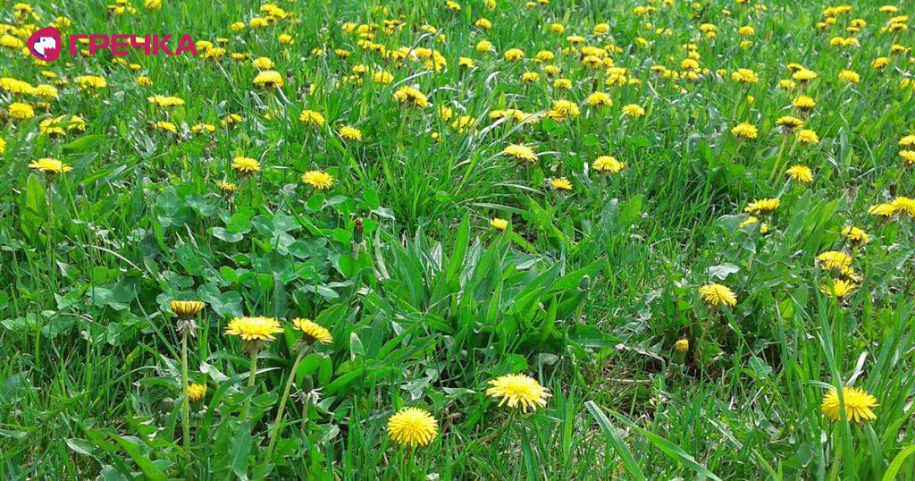 Dandelions og