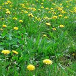 Dandelions og
