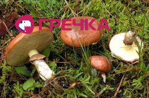 yak viglyadayut yistvn maslyuki de voni rostut 844 1