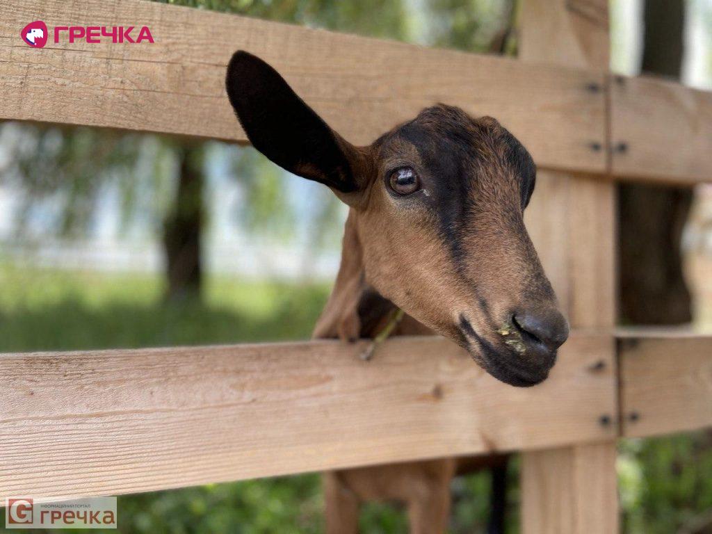 watermarked koza4