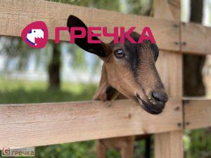 watermarked koza4