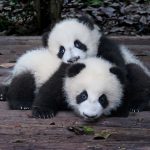 panda