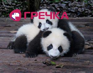 panda