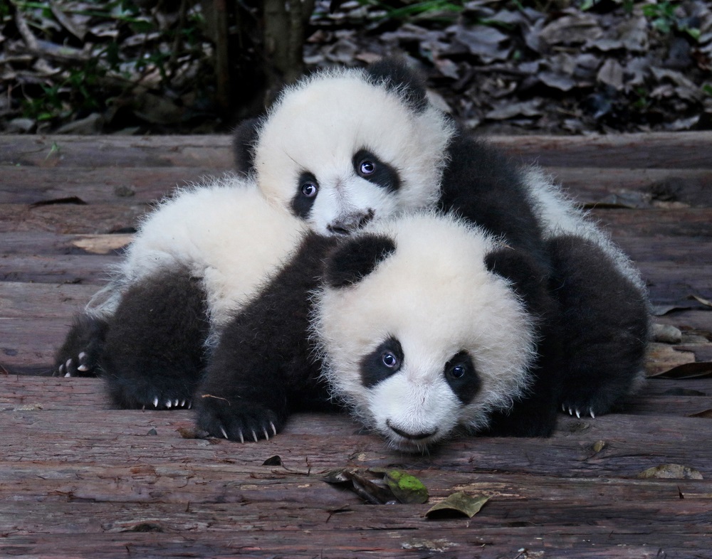 panda