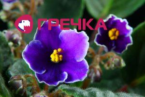 fialka