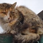 kit