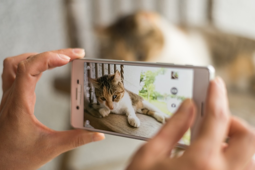 mobfoto