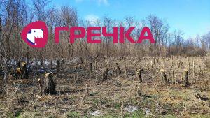 rubka derev