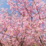 sakura