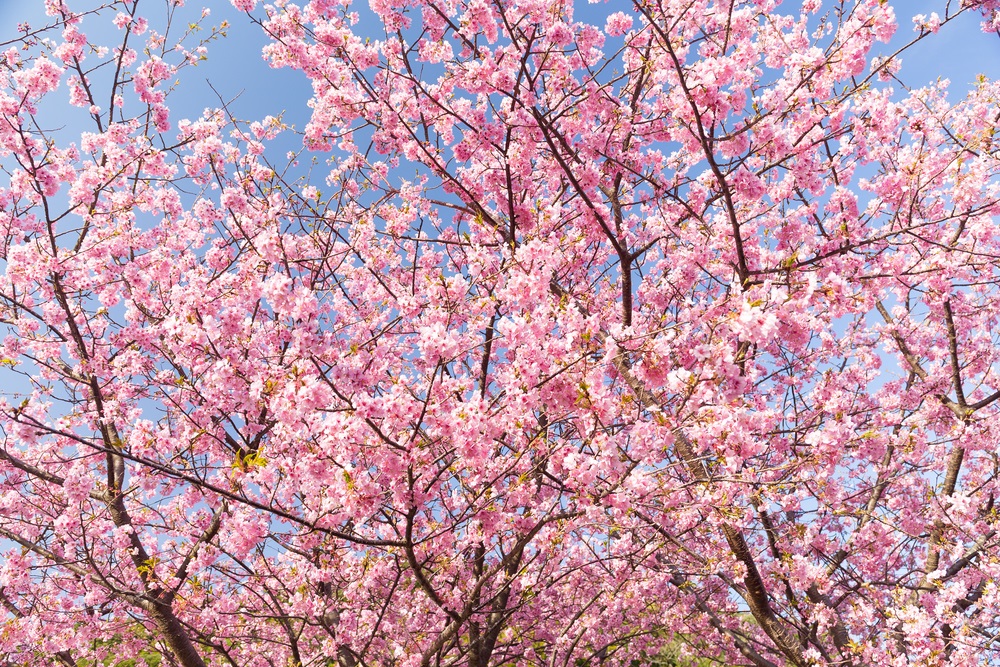 sakura