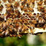 563f0e6 0193a13 honey 1