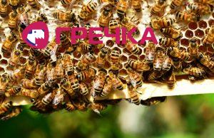 563f0e6 0193a13 honey 1