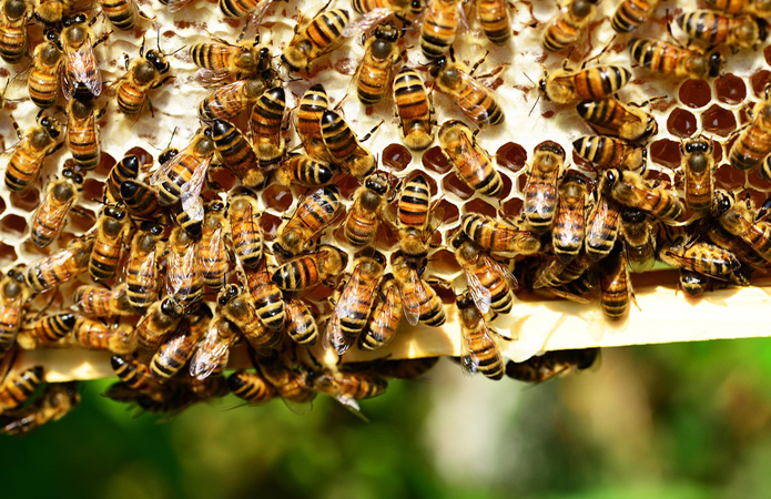 563f0e6 0193a13 honey 1