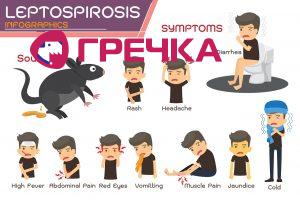 leptospiroz