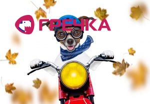 pes lustja