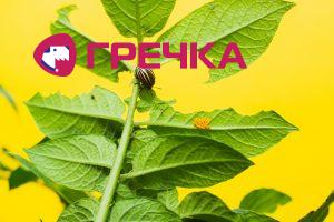 kartoplja zhuk