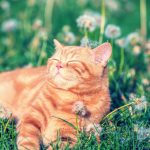 lito kit