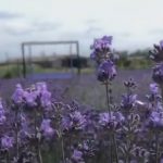 lavanda copy