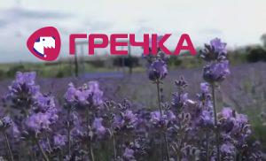 lavanda copy