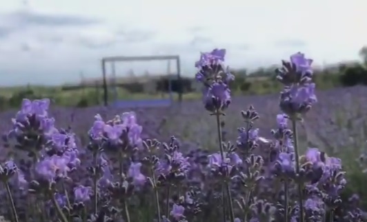 lavanda copy