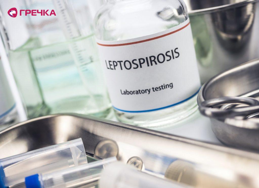 leptospiroz lab