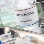 leptospiroz lab