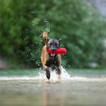 belgian malinois shepherd dog