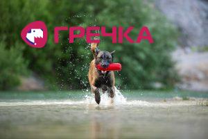 belgian malinois shepherd dog