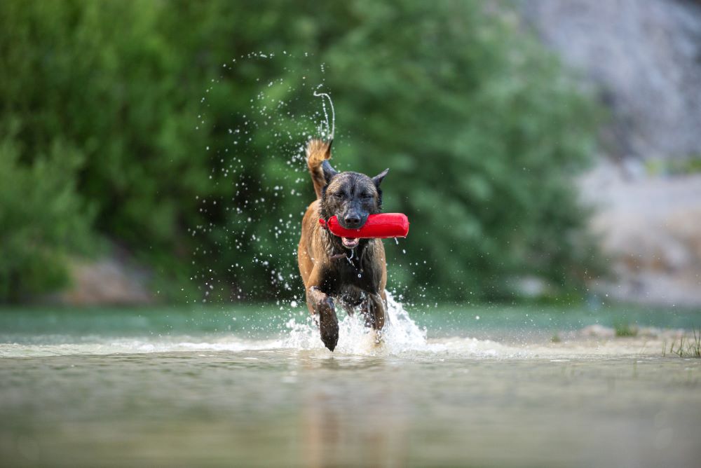 belgian malinois shepherd dog