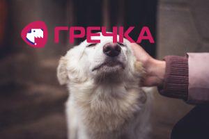 sobaka