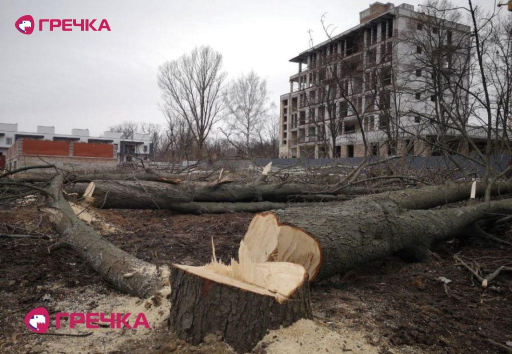 dereva Yanovskogo3