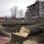 dereva Yanovskogo3