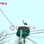 leleka grechka